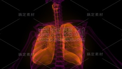 肺是人体呼吸系统解剖学的一部分x射线三维渲染