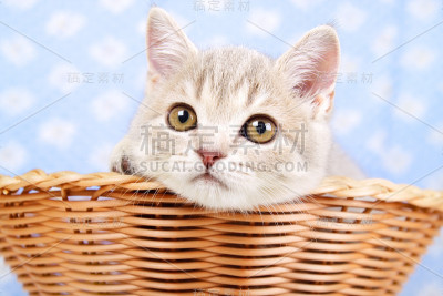 苏格兰直猫坐在篮子里