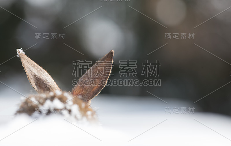 复活节的肖像，棕色的兔子在雪地里