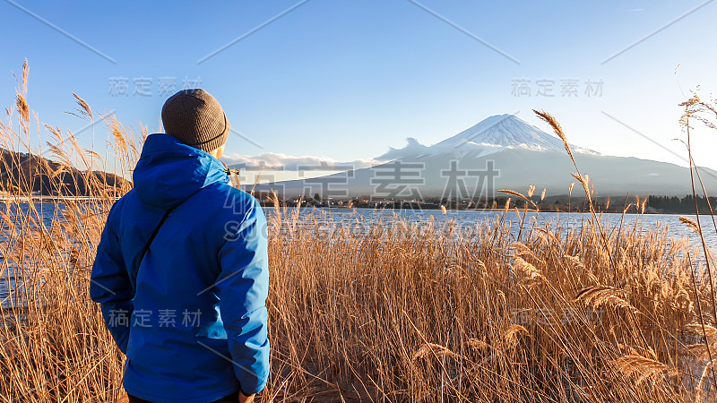 日本——一个男人站在川口湖岸的金色草丛中，眺望富士山