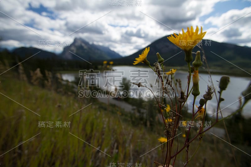 花与山伦德尔