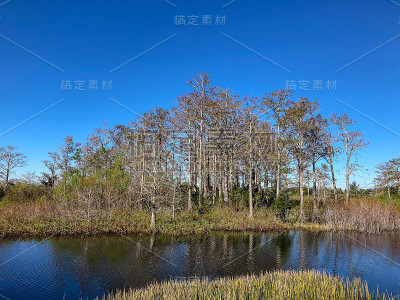 多风的冬季沼泽景观