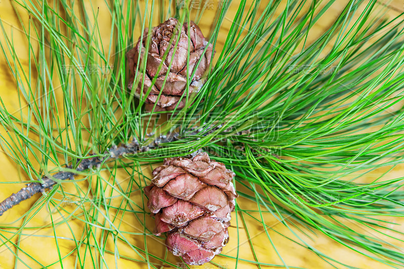 西伯利亚松成熟的大果芽Pínus sibírica翠绿的松针间的特写，