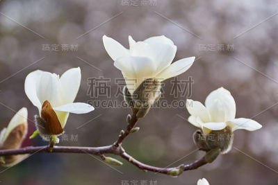 白玉兰花