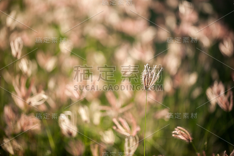 小草开花，合拢了