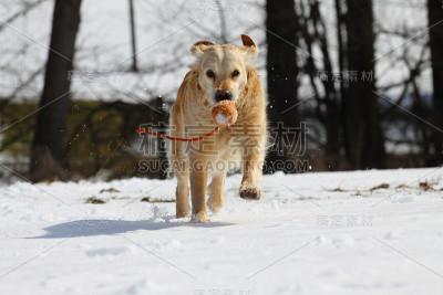 工作的金毛猎犬