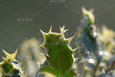 冬青树