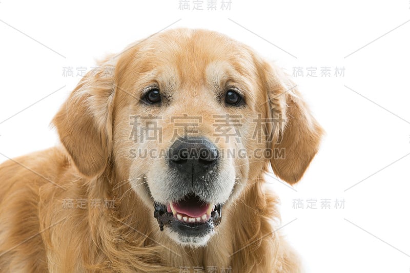 老漂亮的金毛寻回犬