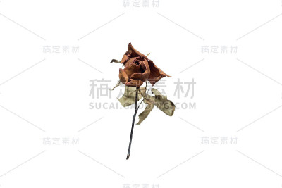 孤立在白色背景上的干玫瑰。与剪切部分