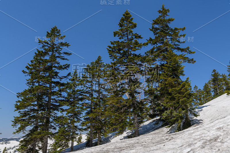 艾祖寇玛嘉武山的马里斯冷杉森林