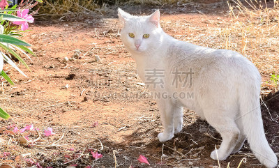 白色的猫