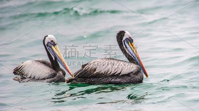 鹈鹕在秘鲁南海岸附近游泳