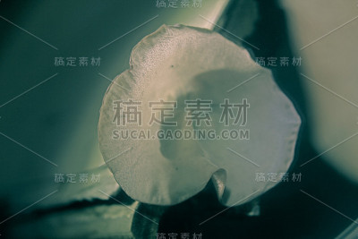 Auricularia auricula-judae，犹太人的耳朵