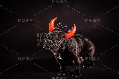 法国斗牛犬