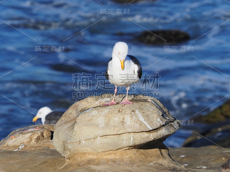 海滩上的海鸥