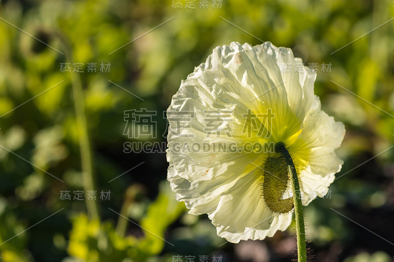 白色的罂粟花盛开