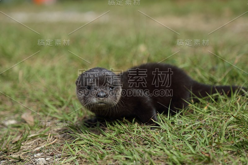 婴儿河水獭