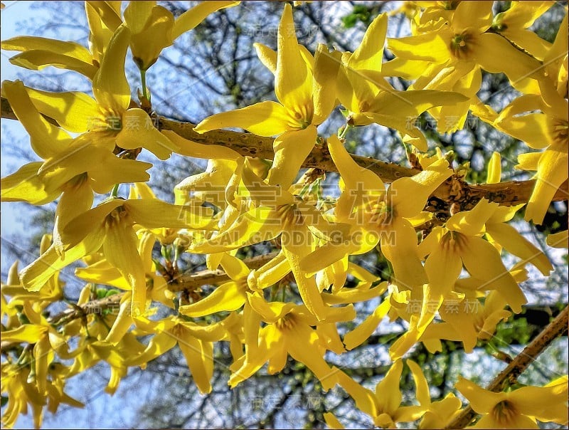 连翘开花