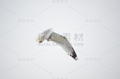 小鸟在天空中飞翔