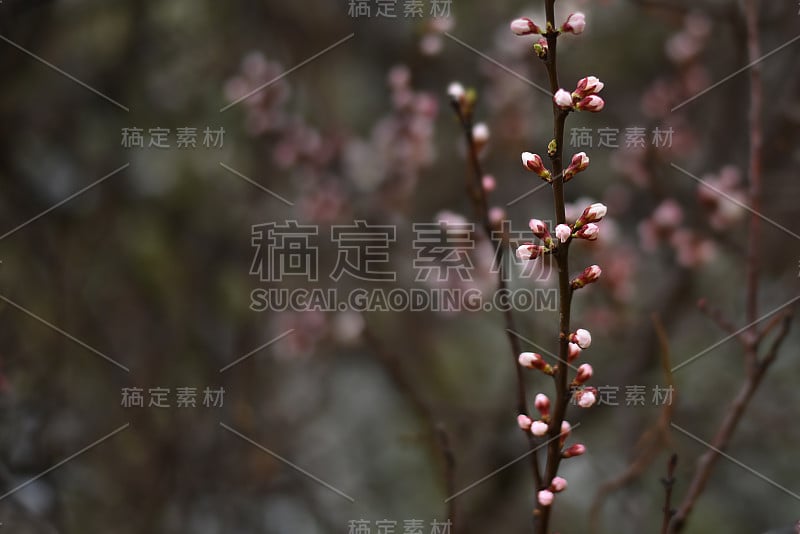 杏花芽在树枝上。有树芽的树枝