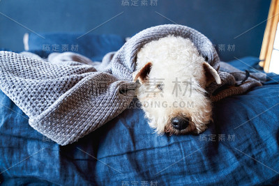 卷毛狗躺在公寓的床上