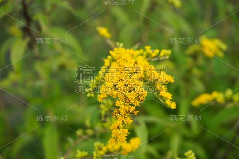 开花的秋麒麟草属植物