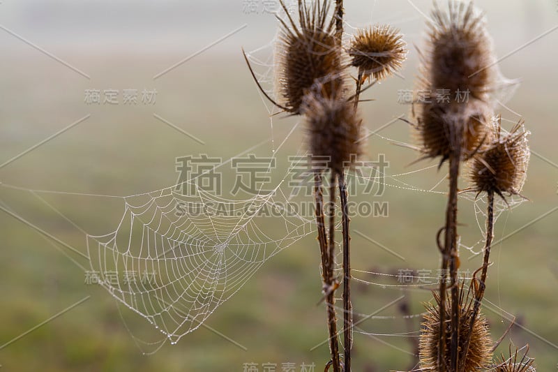 蜘蛛网在日出的太阳