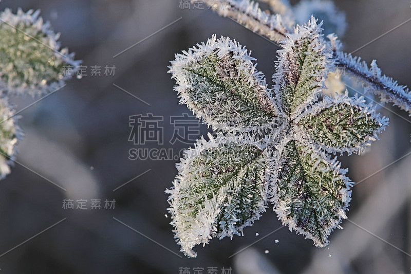 霜晶体。