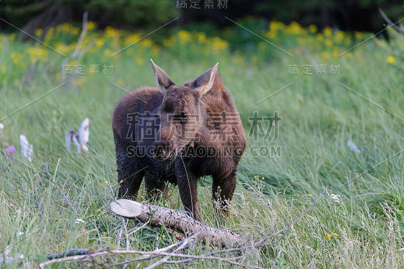 来自科罗拉多落基山脉的Shiras Moose