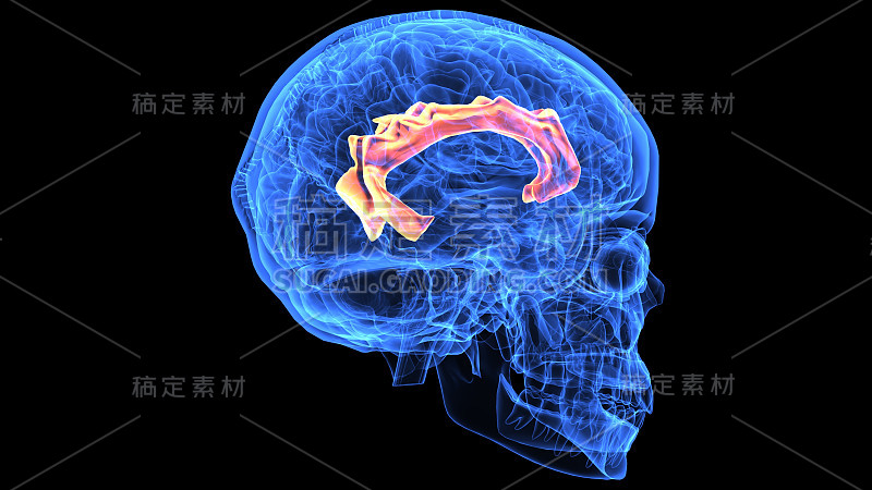 人体大脑解剖部分的3d插图