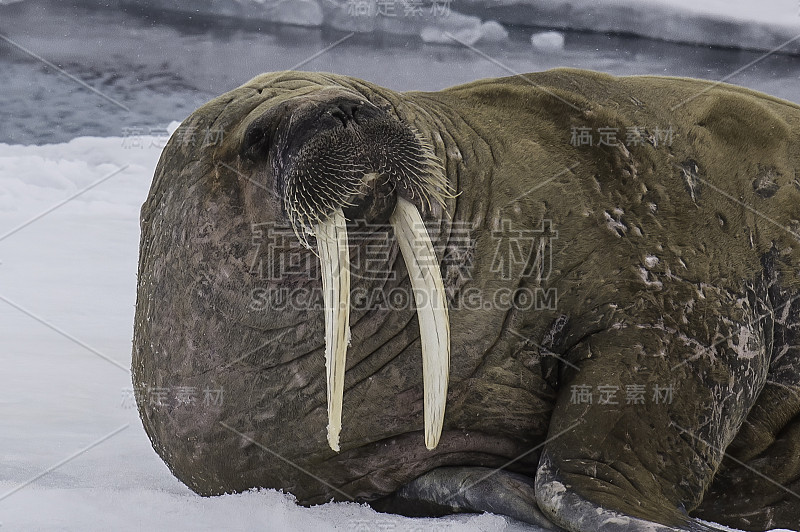 海象，Odobenus rosmarus，是一种大型的鳍状海洋哺乳动物，在北半球的北冰洋和亚北极海域