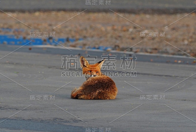 施塔特-福克斯躺在普伦茨劳贝格的柏油路上