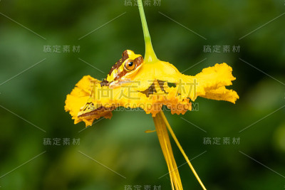 沙漏树蛙