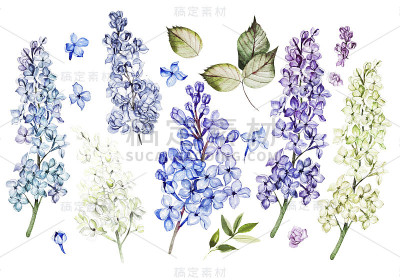 水彩集丁香花和叶子。