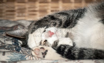 睡觉的猫
