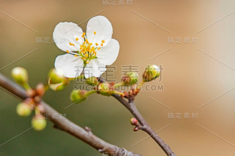 春天来了。近距离观察自然中的樱花和梅花。