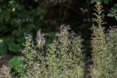 金翅雀在飞行中