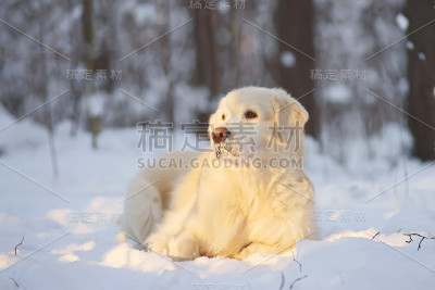 金毛猎犬躺在冬天的森林里的雪地里