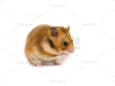 白色背景上的仓鼠