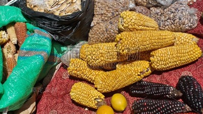 干玉米穗