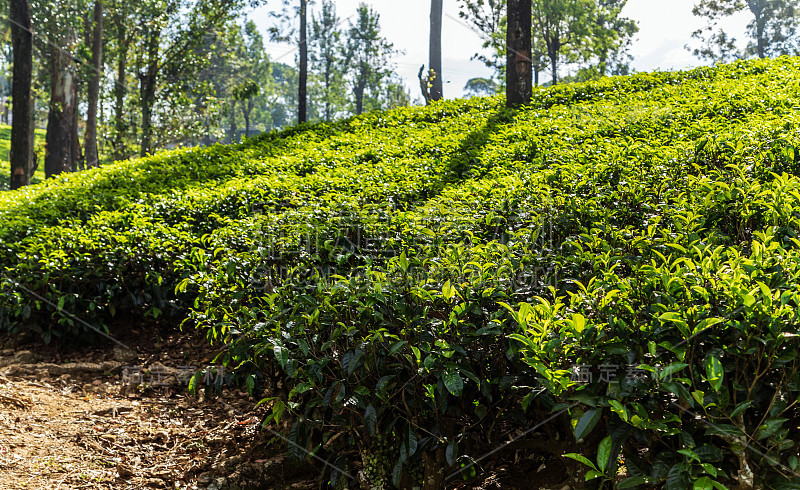 斯里兰卡的绿茶芽和新鲜茶叶