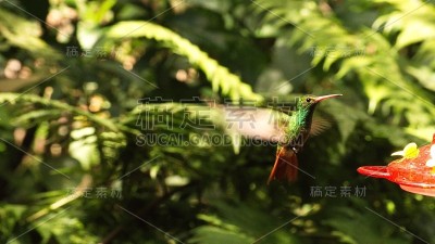 飞行中的红尾蜂鸟