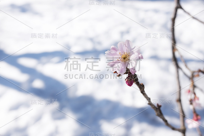 樱花在雪地上盛开