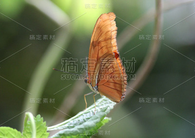 朱莉亚·蝴蝶(Dryas iulia)