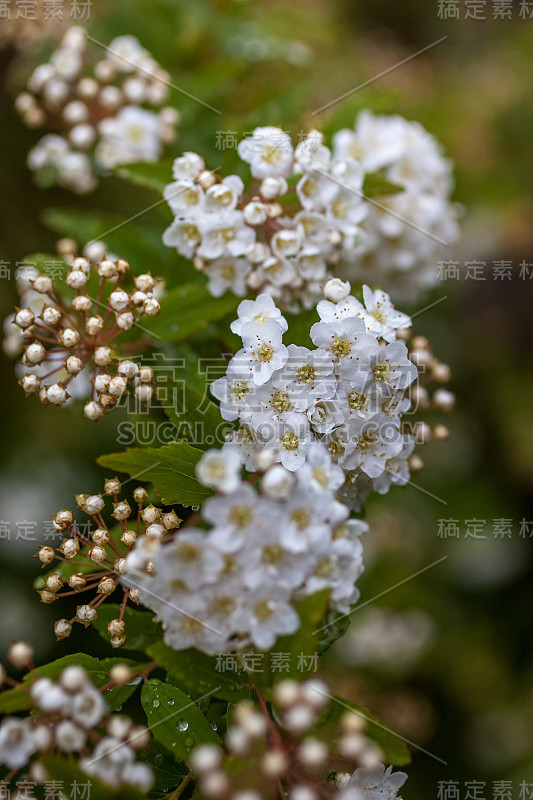 近距离拍摄新娘花冠，花背景