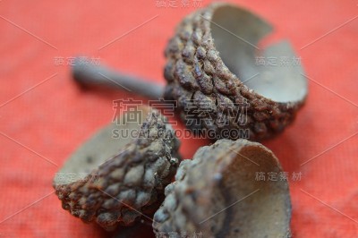 秋天橡子