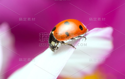 七星瓢虫，七星瓢虫