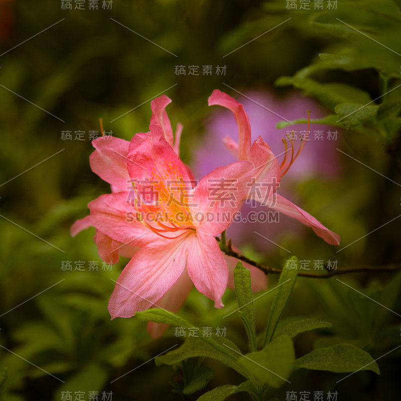 美丽的粉红色杜鹃花在自然的背景