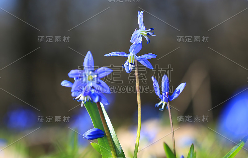 野生春花