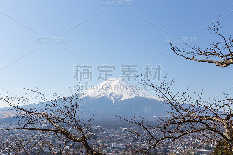 富士山和树前景，冬季